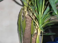 CIMG0824.webp