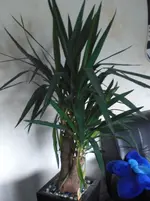 CIMG0825.webp
