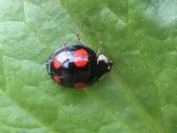 Schwarzer Käfer.webp