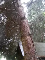 Blaufichte muß weg 5.webp Blaufichte muß weg 5.webp