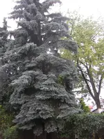 Blaufichte muß weg 6.webp Blaufichte muß weg 6.webp