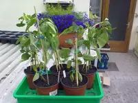 18062010339.webp