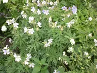 Garten Juni2 005.webp