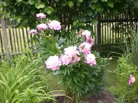 Garten Juni2 008.webp