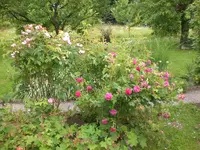 Garten Juni2 009.webp