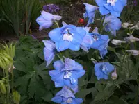 Garten Juni2 012.webp