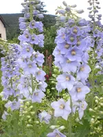 Garten Juni2 013.webp