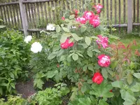 Garten Juni2 016.webp