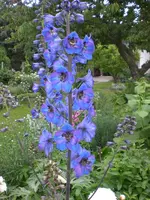 Garten Juni2 017.webp