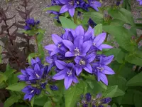 Garten Juni2 021.webp