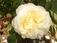 Garten Juni2 025.webp