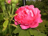 Garten Juni2 026.webp