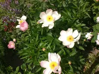 Garten Juni2 027.webp