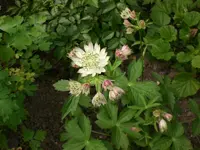 Garten Juni2 041.webp