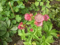 Garten Juni2 042.webp