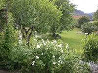 Garten Juni2 001.webp