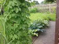 Garten Juni2 004.webp