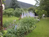 Garten Juni2 010.webp