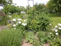 Garten Juni2 024.webp