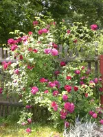 Garten Juni2 028.webp