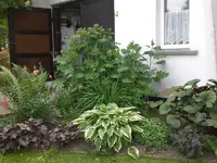 Garten Juni2 033.webp