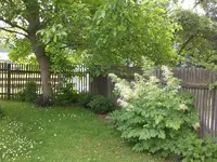 Garten Juni2 034.webp