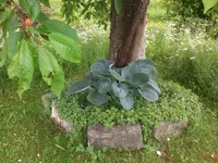 Garten Juni2 039.webp