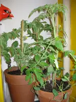 IMG_0741.webp