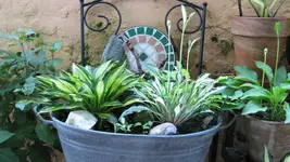 hostaminis (7).webp