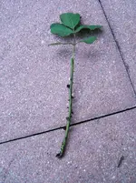 DSCF3538.webp