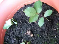 DSCF3539.webp