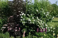 holunder-jasmin-6440.webp