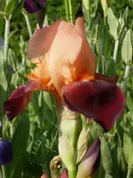 SDC11264.webp