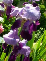 SDC11272.webp