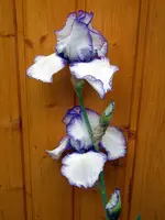SDC11309.webp