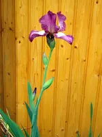 SDC11310.webp