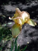 SDC11281.webp