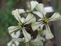 Kräutertüte.webp