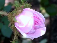 SA501344.webp