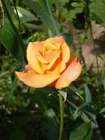 SDC11392.webp