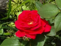 SDC11394.webp