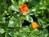 SDC11409.webp