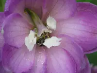 Rittersporn rosa.webp