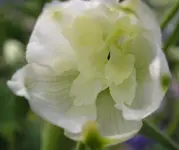 Rittersporn weiß.webp
