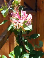 SA501365.webp