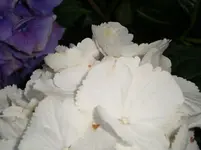 DSC03579.webp