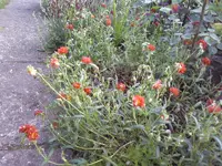 Sonnenröschen 2.webp