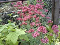 Spornblume.webp