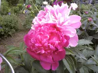 26385.webp
