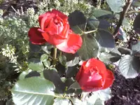 Traviata.webp
